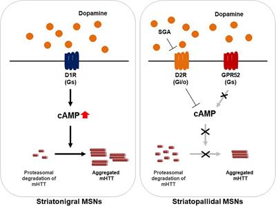 Innovative Therapeutic Approaches for Huntington’s Disease: From Nucleic Acids to GPCR-Targeting Small Molecules